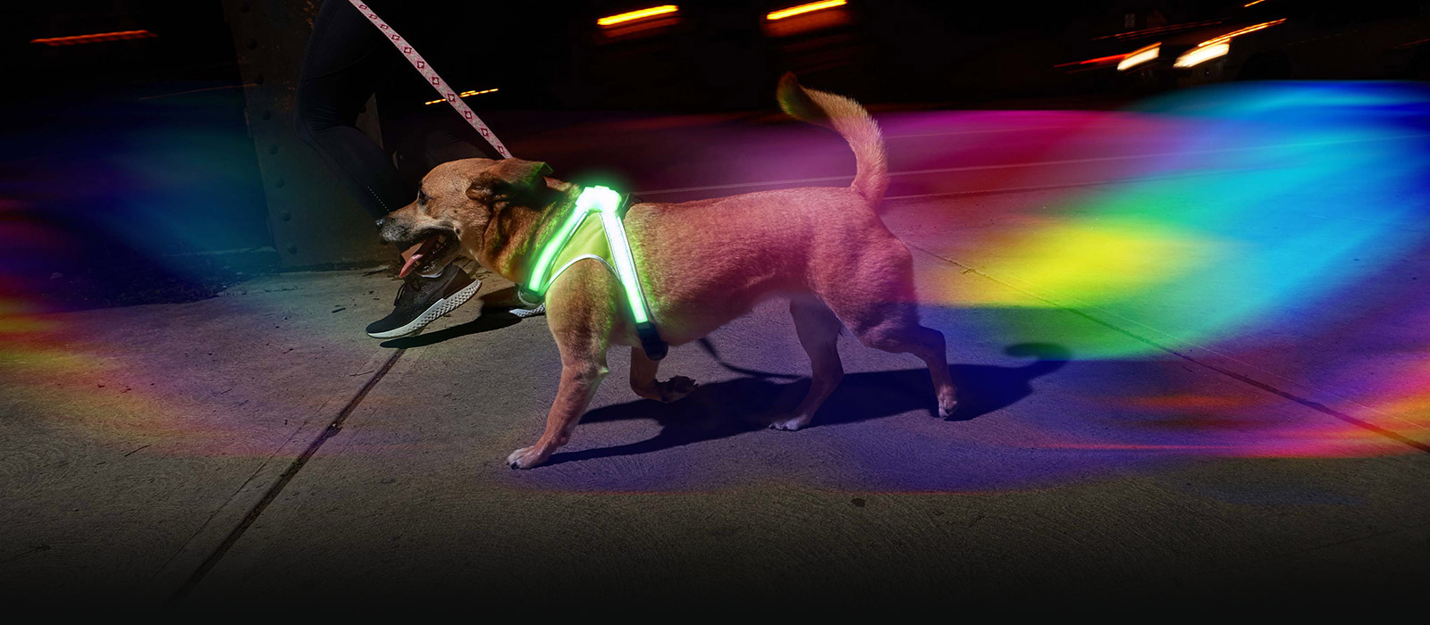 Hund mit Lighthound beim Spazieren
